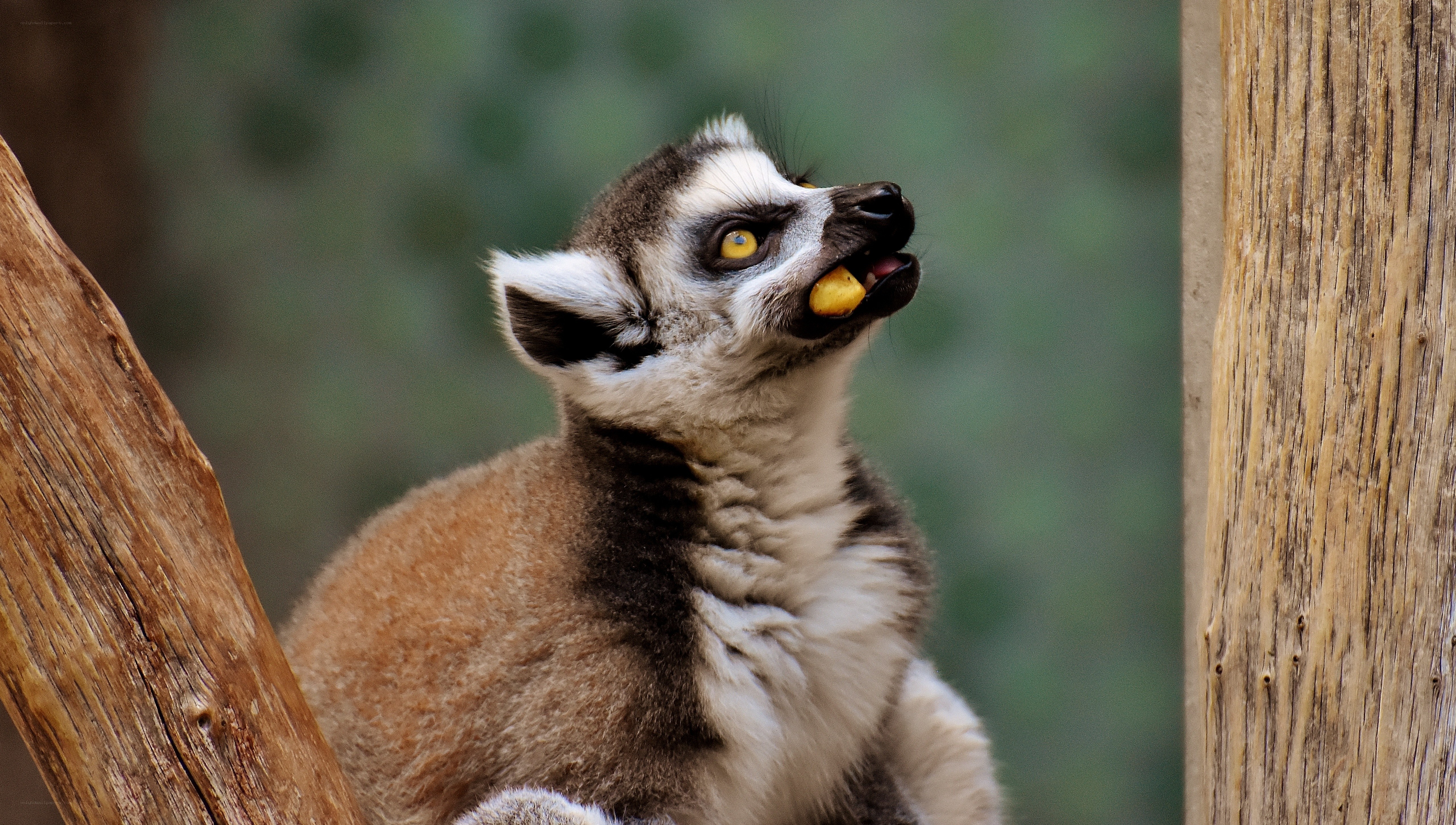 lemur eating a fruit
