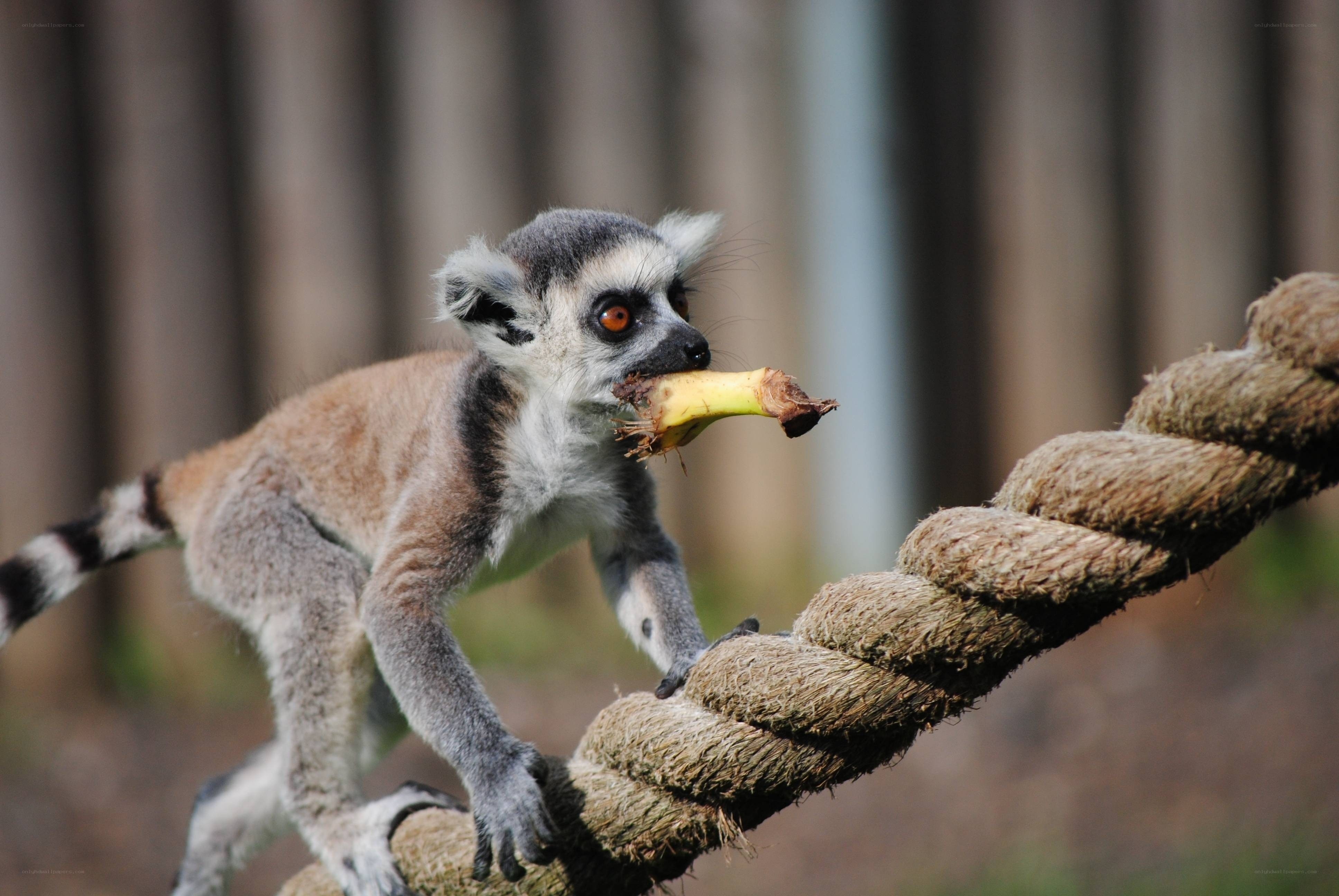 Lemur eating banana on rope