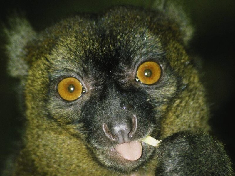 lemur eating food