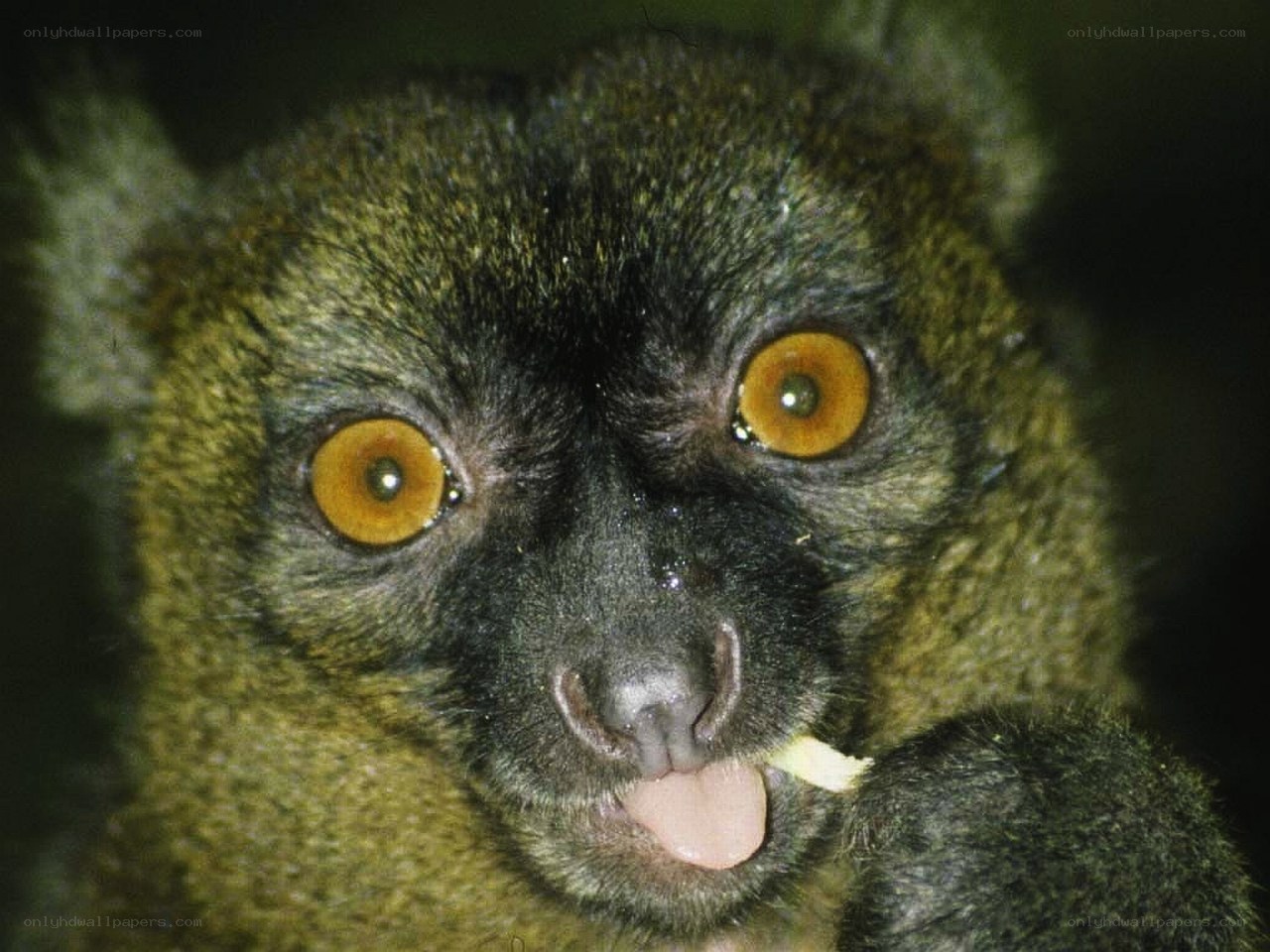lemur eating food