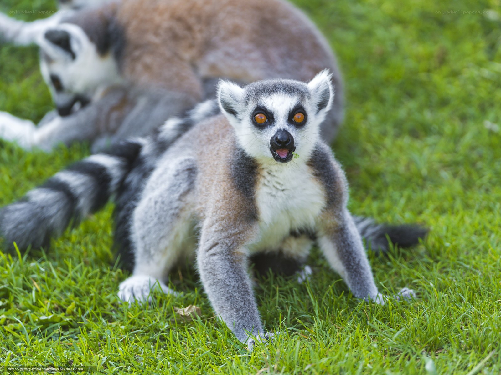 Lemur eating grass in a field