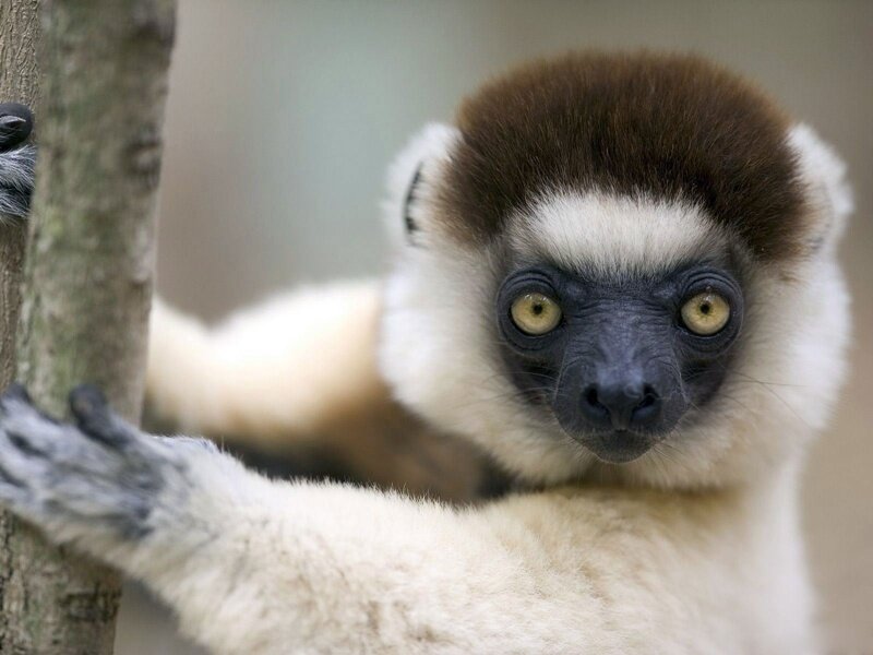 lemur holding onto a tree