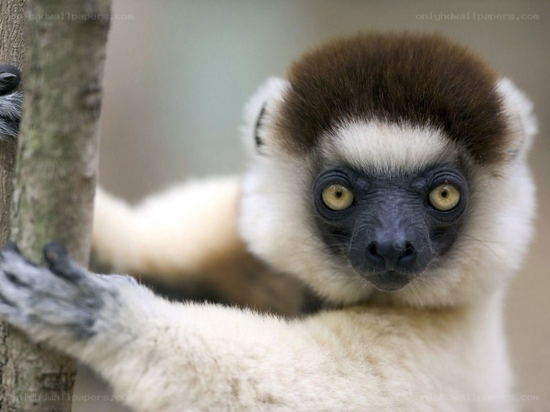 lemur holding onto a tree