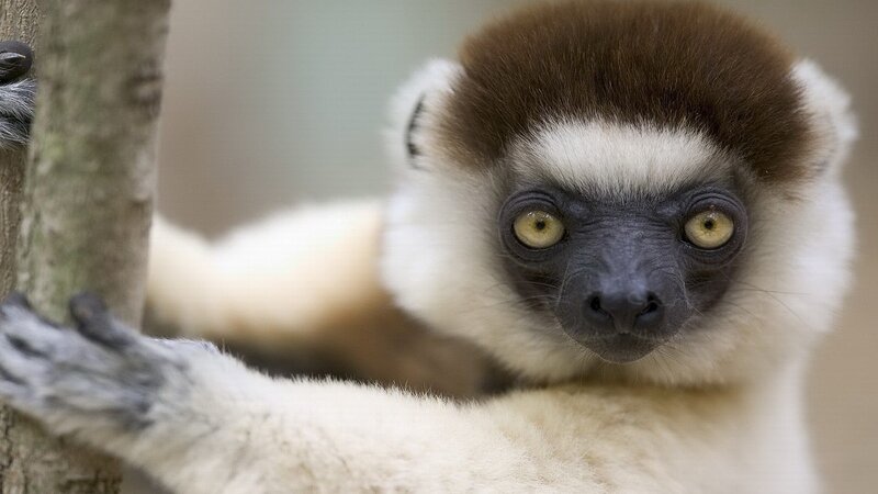 lemur holding onto a tree