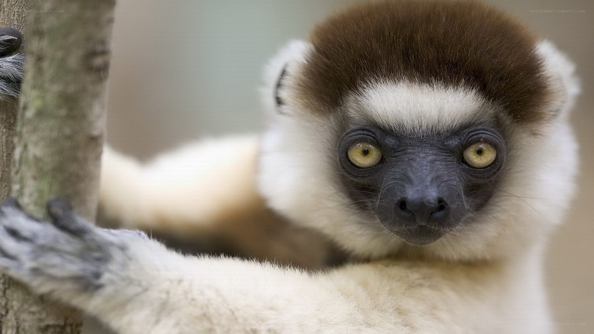 lemur holding onto a tree