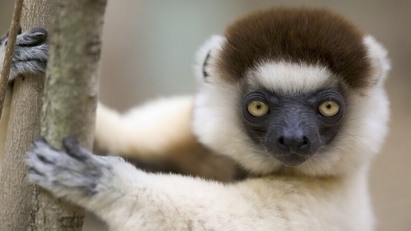 lemur holding tree branch