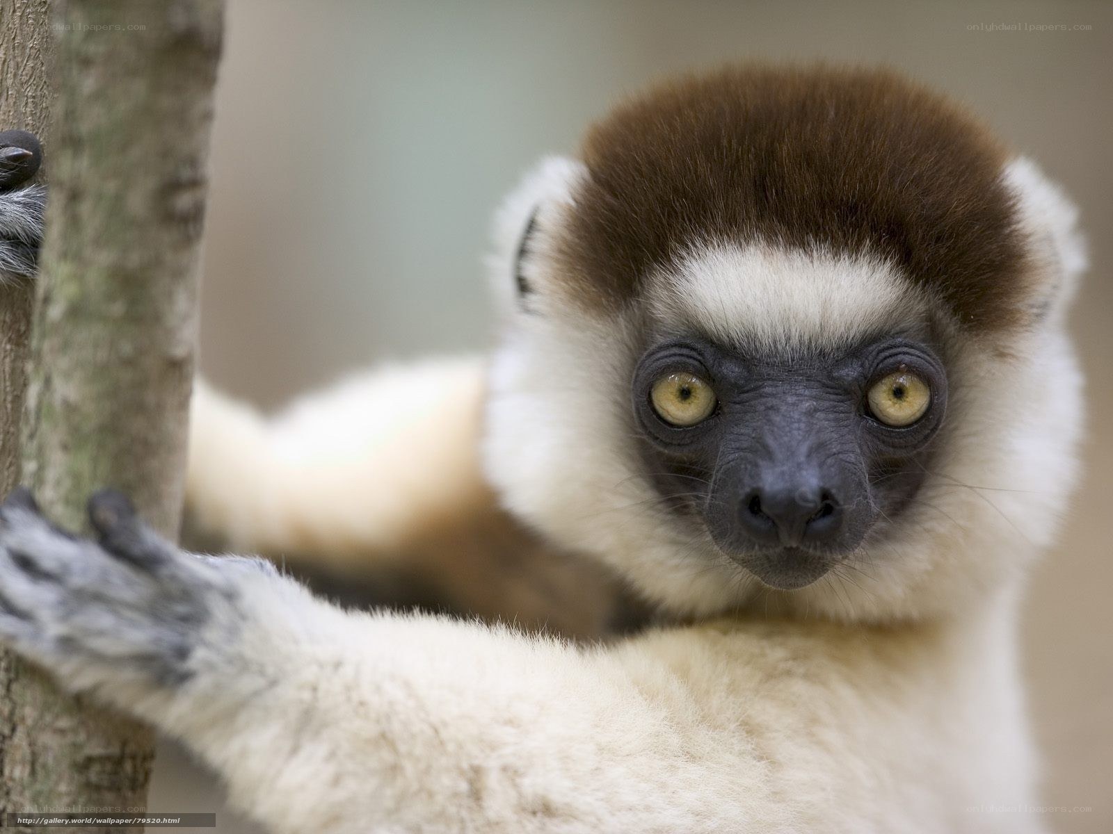 lemur holding tree branch