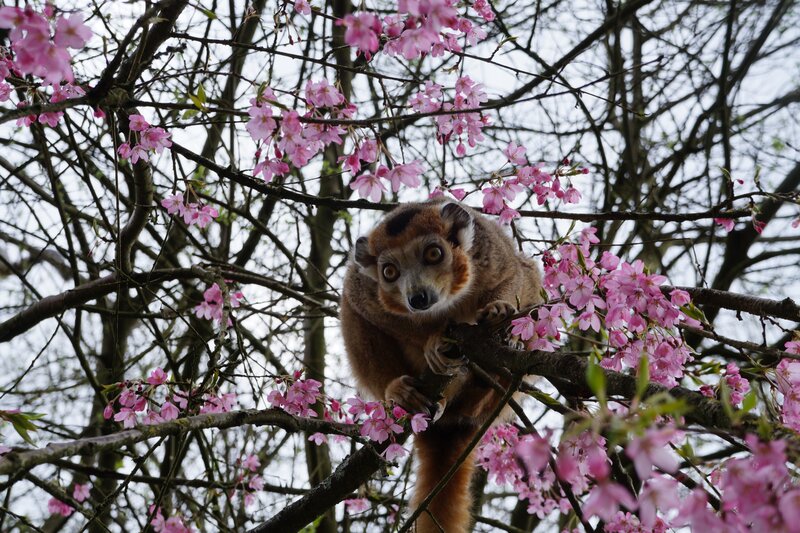 lemur in cherry blossoms
