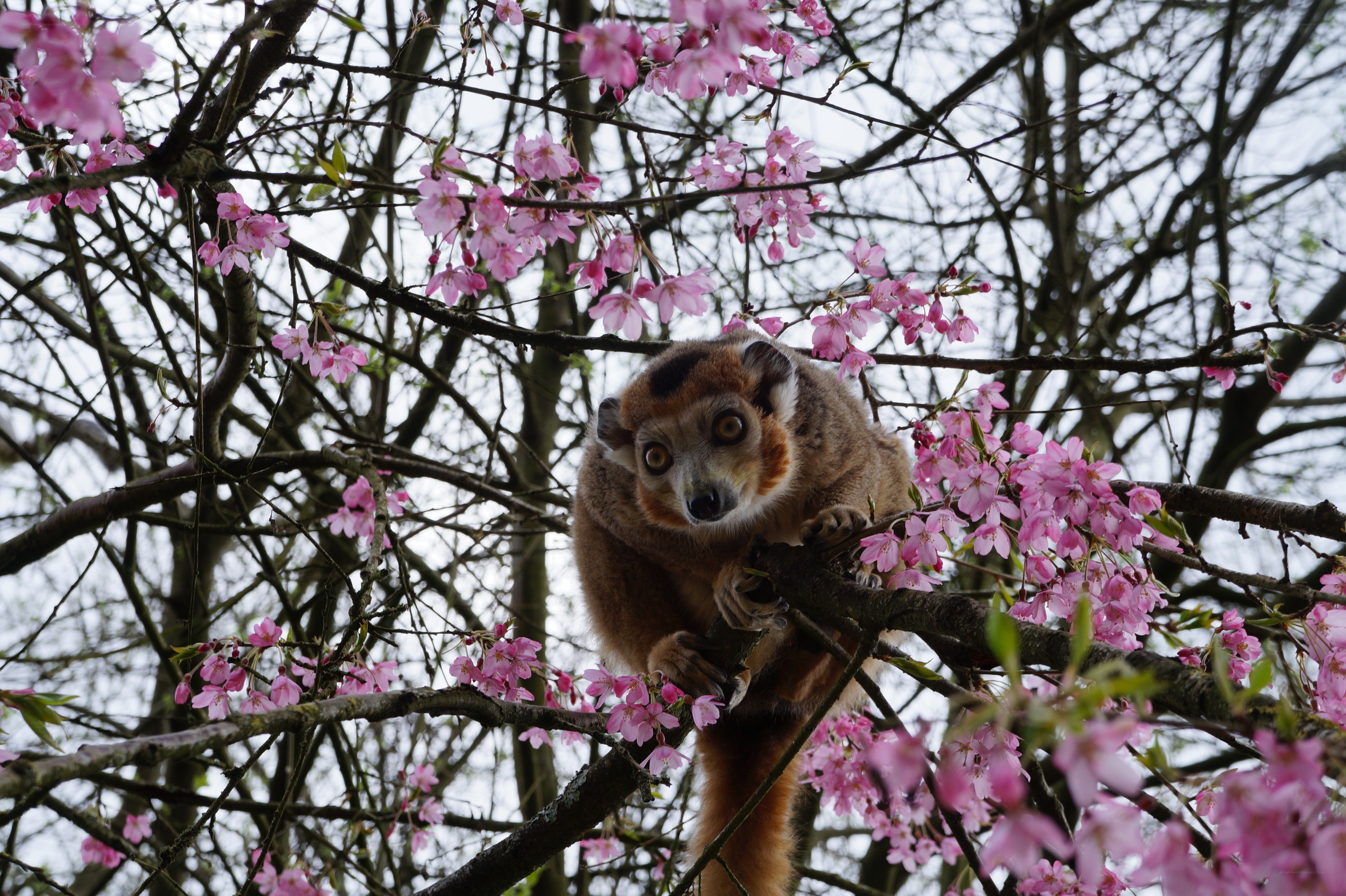 lemur in cherry blossoms
