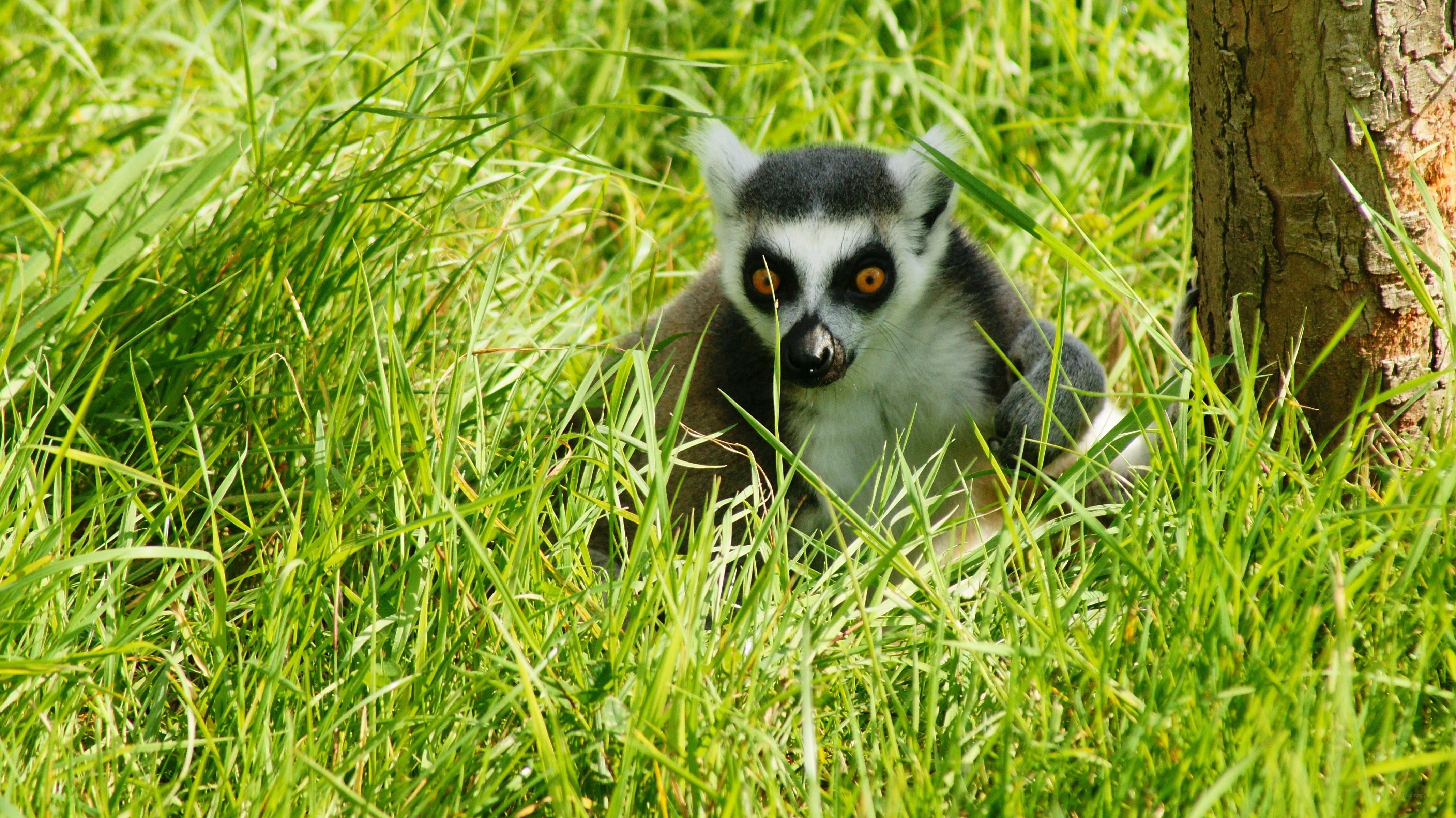 Lemur in green grass