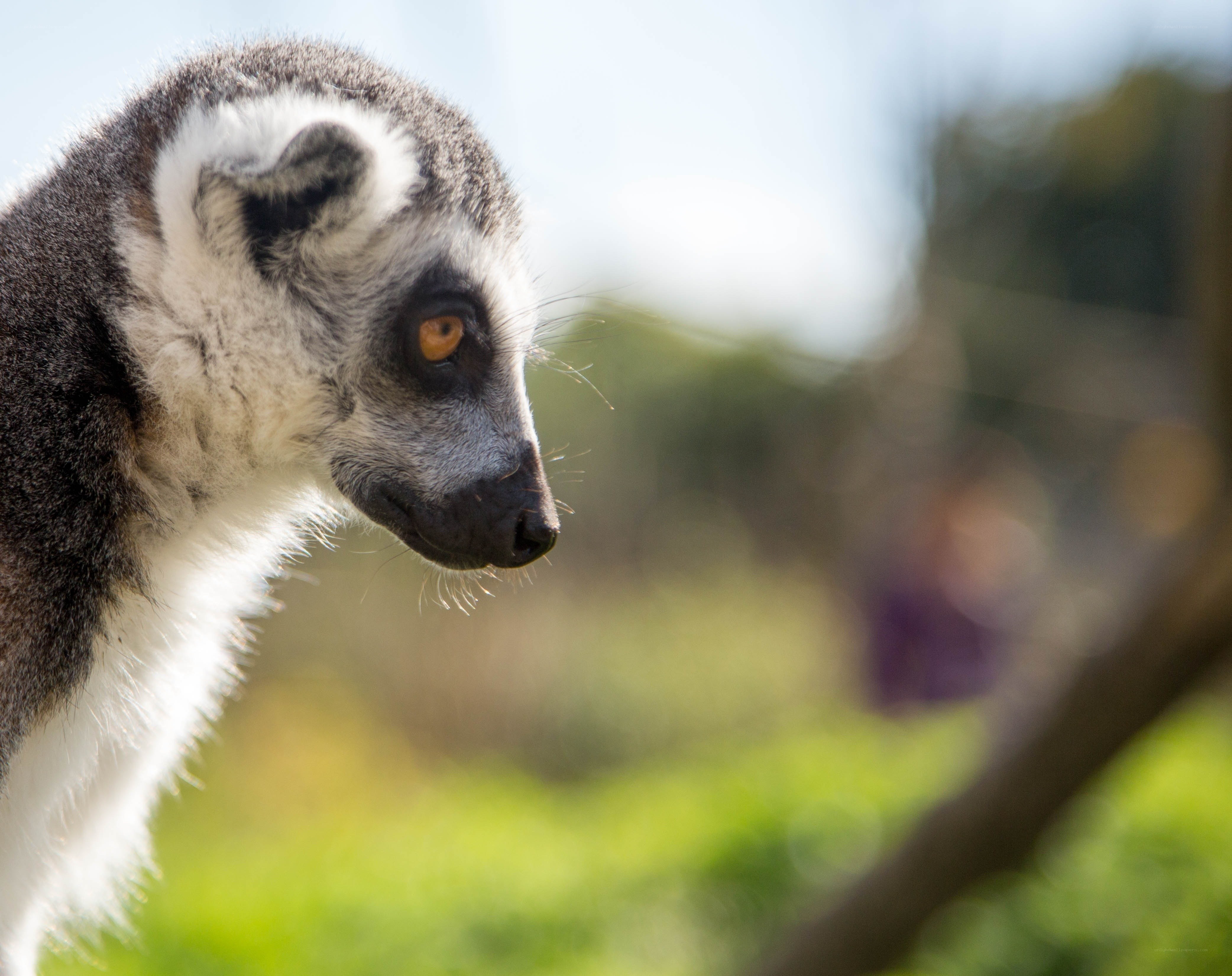 lemur in profile