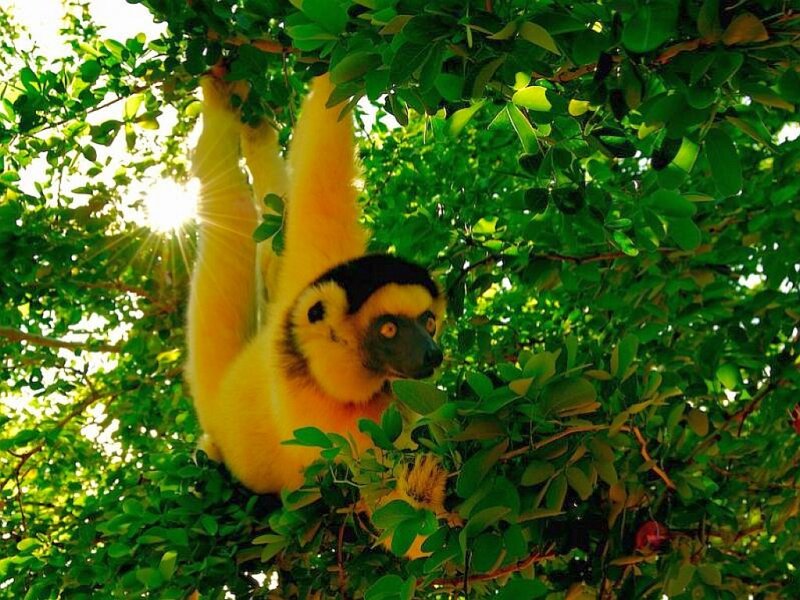 Lemur in sunlit tree