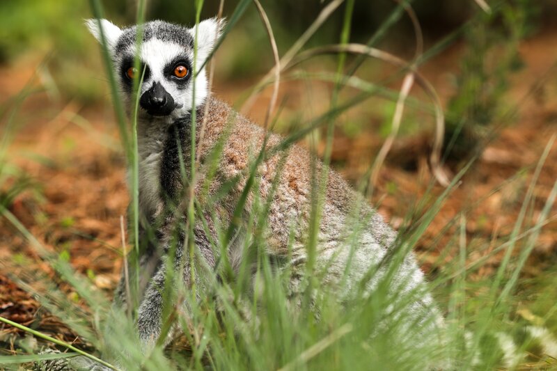 Lemur in the grass