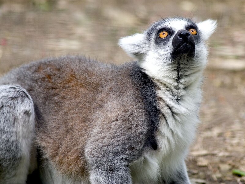 lemur looking upward