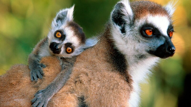 Lemur mother and baby