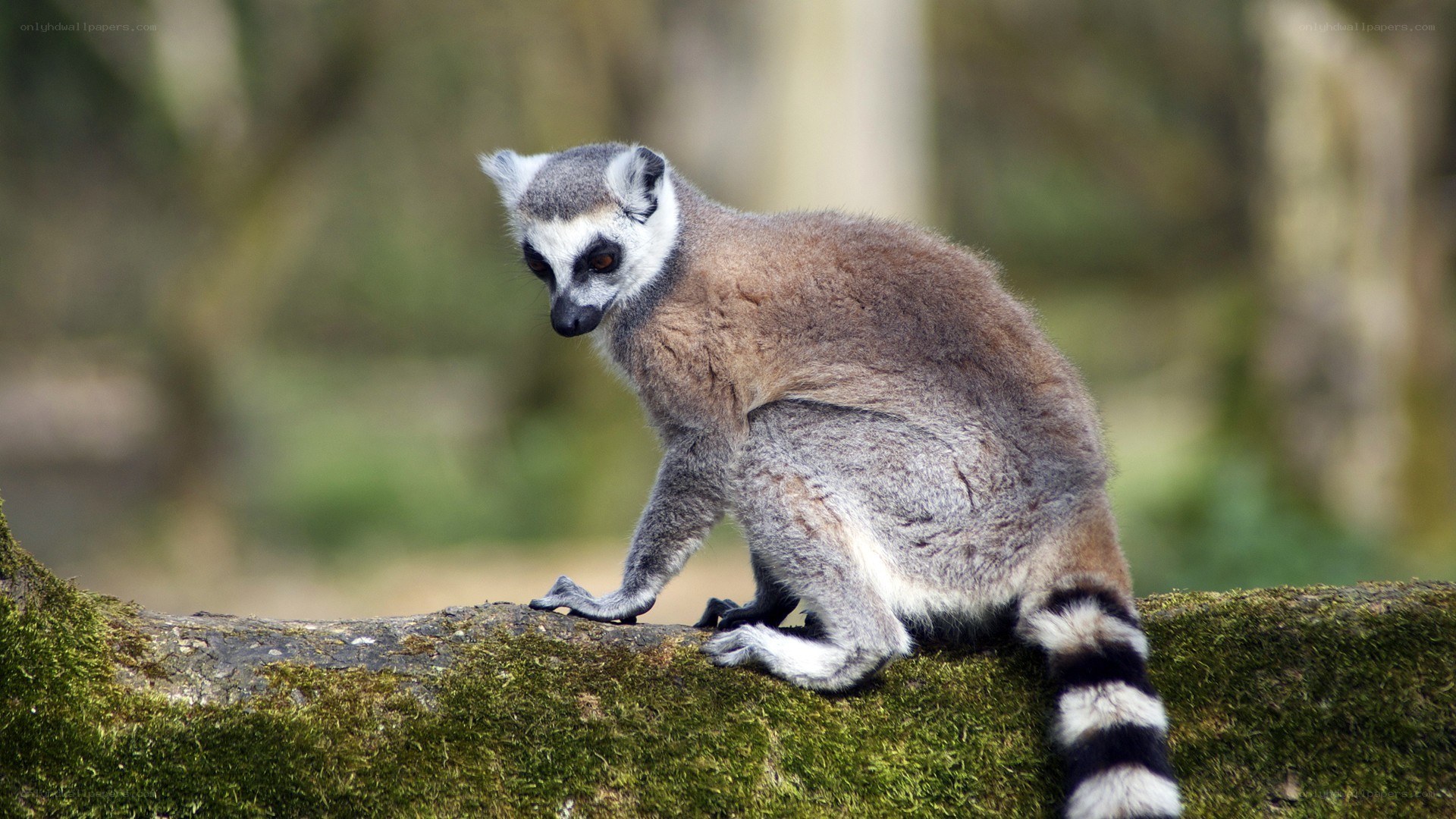 lemur on a mossy log