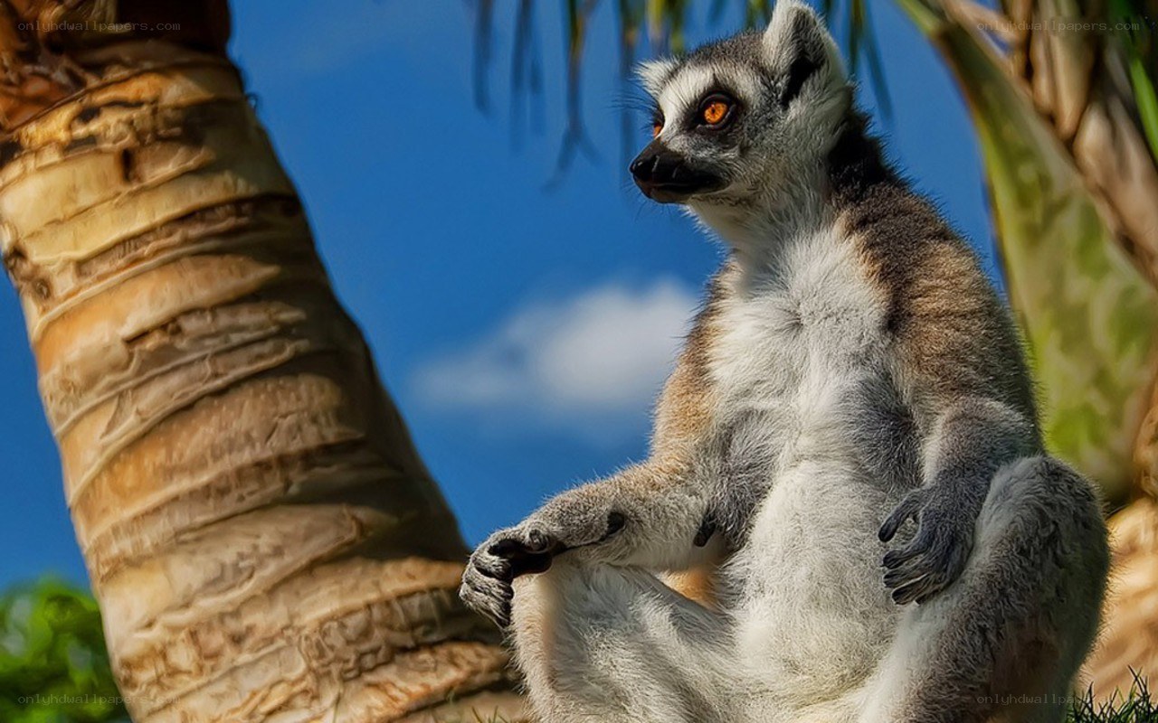 lemur on a palm tree