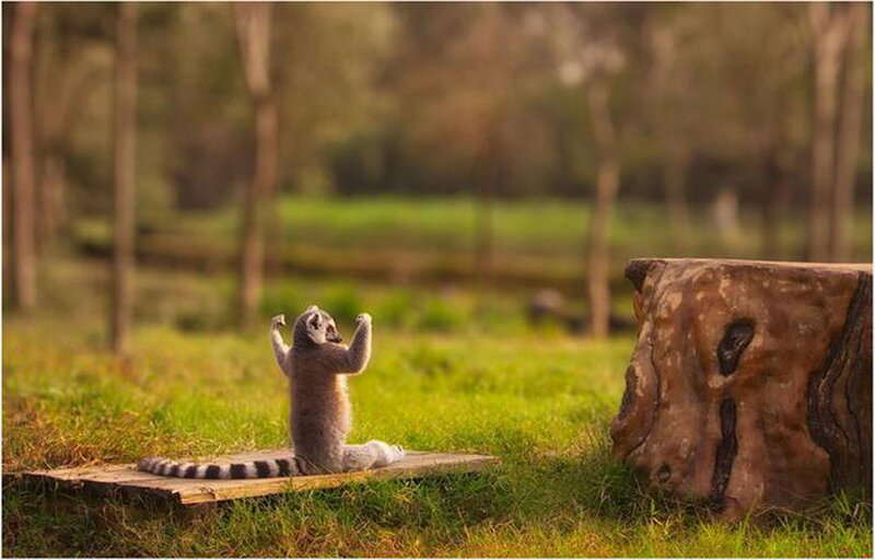 Lemur on a Plank