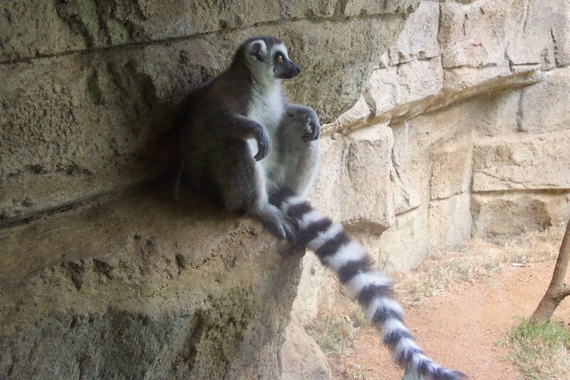 lemur on a rock