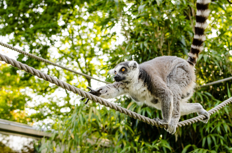 Lemur on a rope
