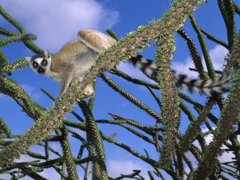 Lemur on a spiny tree branch