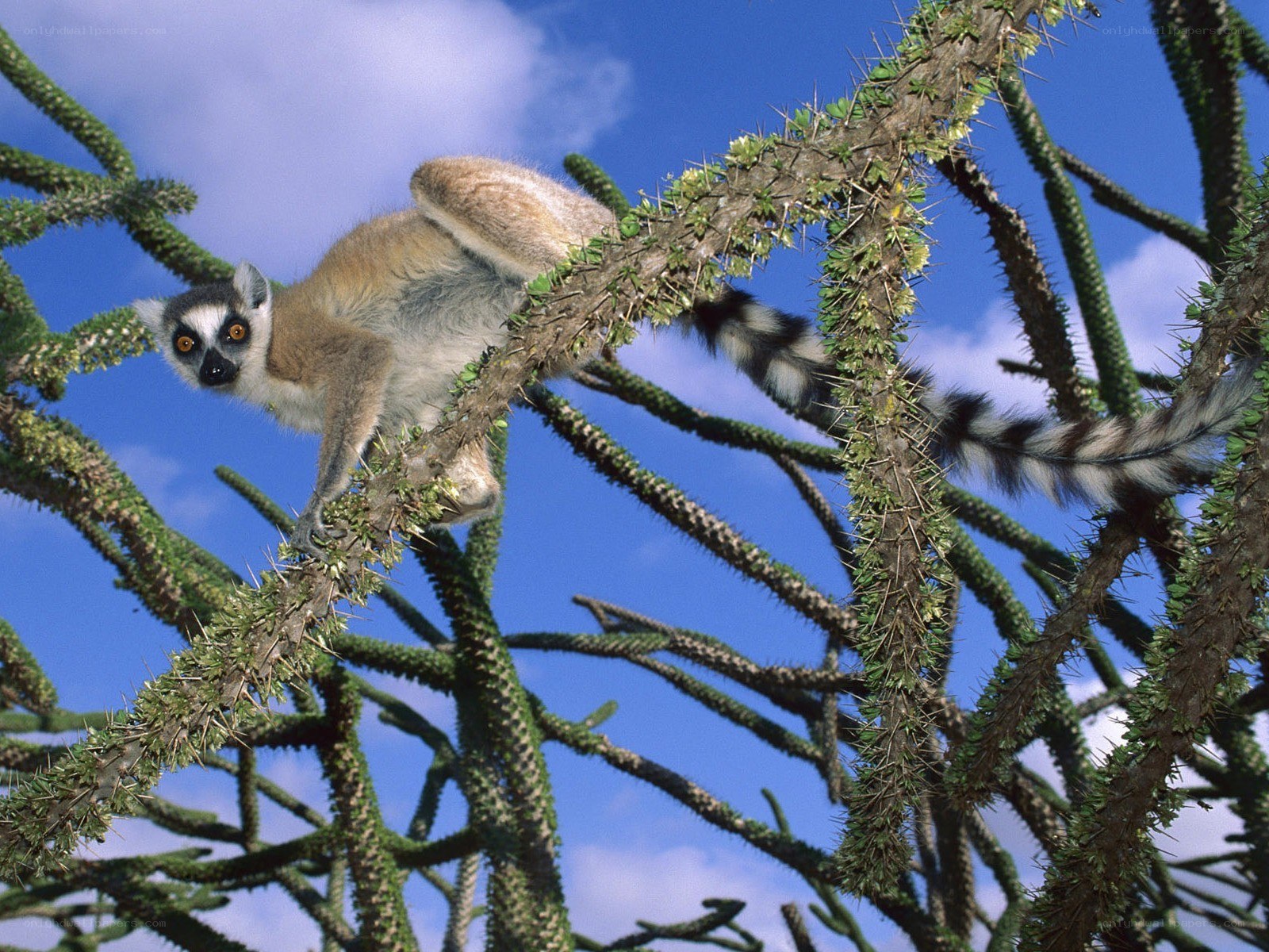 Lemur on a spiny tree branch