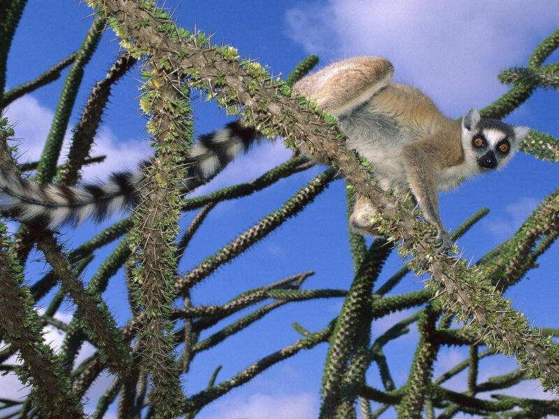 Lemur on a spiny tree branch