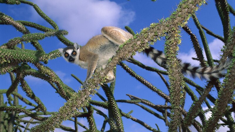 Lemur on a spiny tree