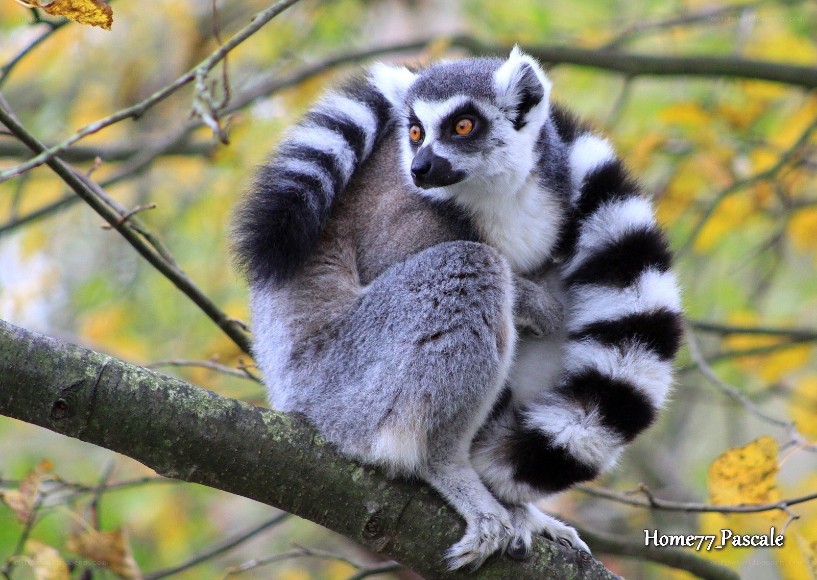 Lemur on a tree branch
