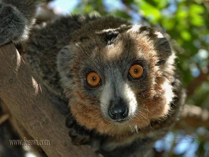 lemur on a tree branch