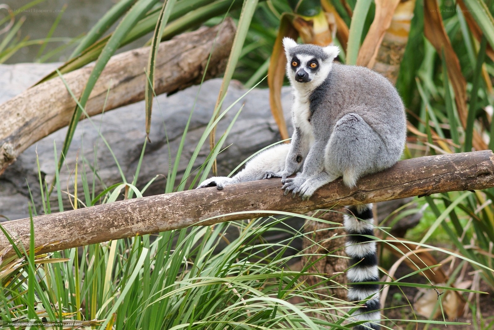 Lemur on a tree branch