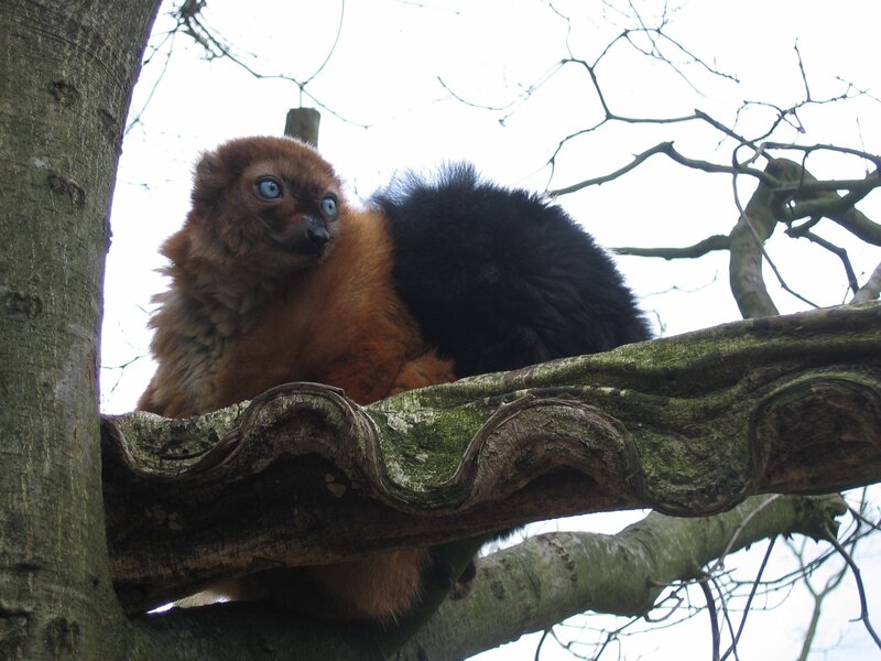 lemur on a tree branch
