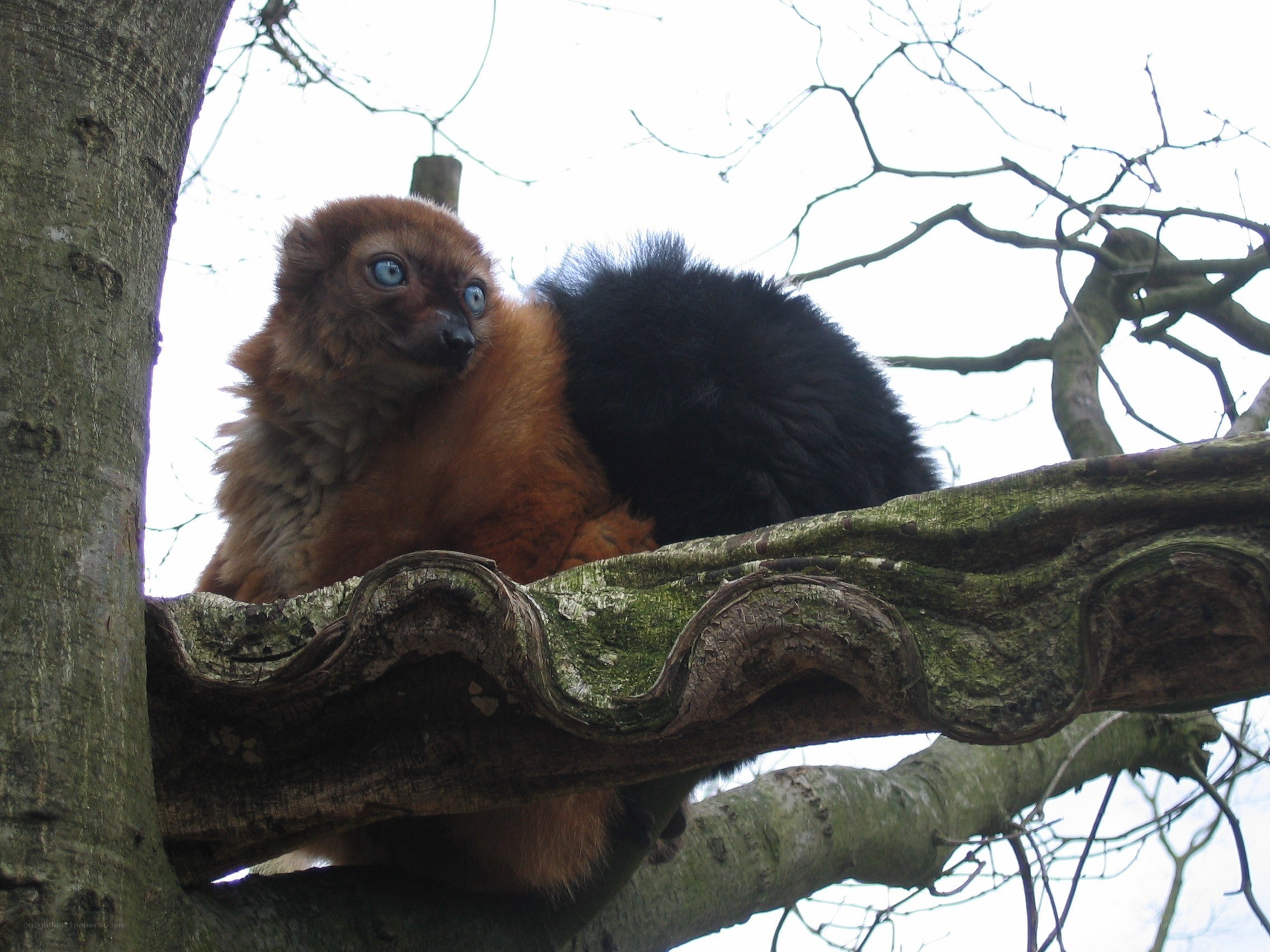 lemur on a tree branch