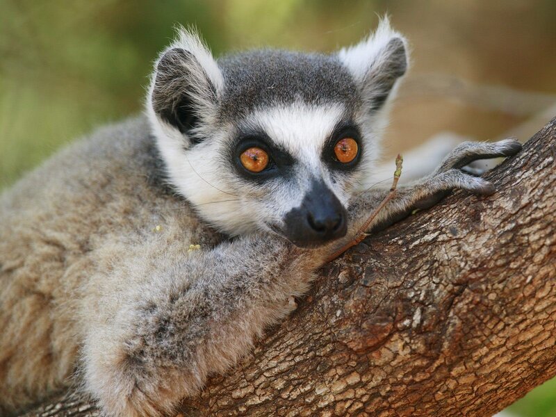 lemur on a tree branch