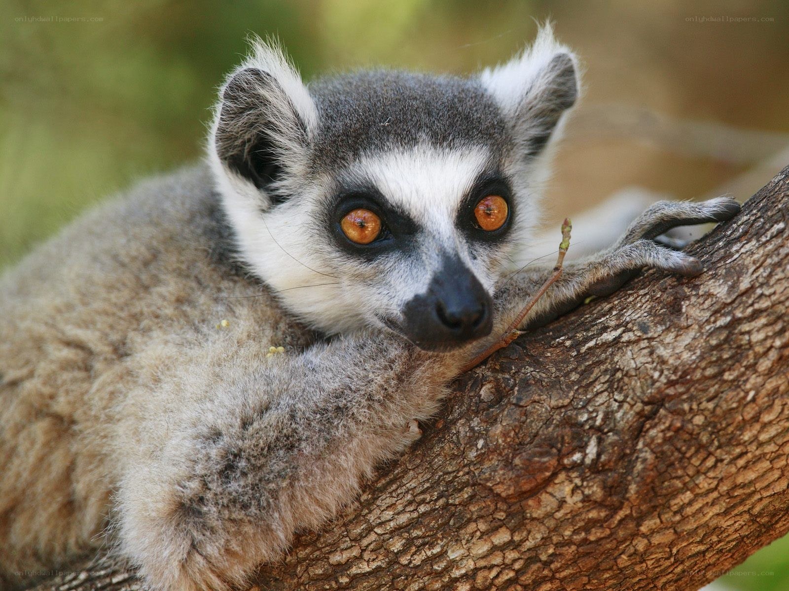lemur on a tree branch