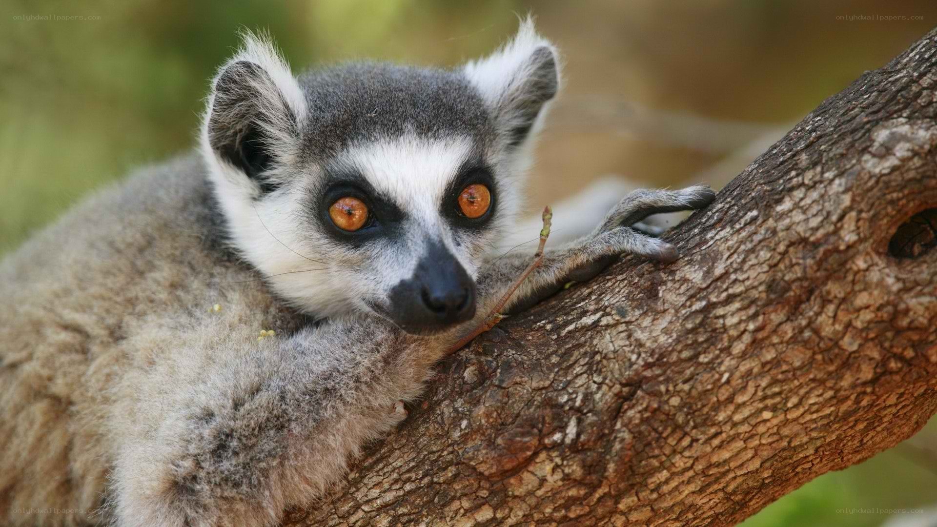 lemur on a tree branch
