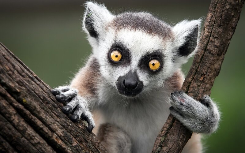 lemur on a tree branch