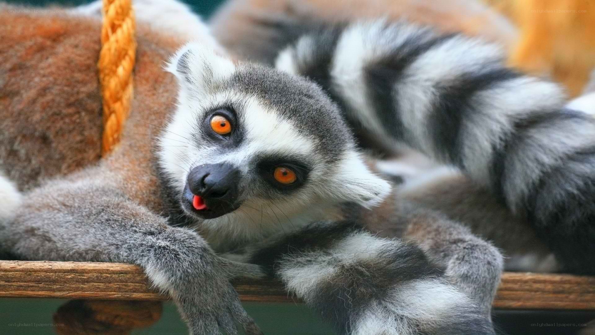 Lemur on a wooden perch