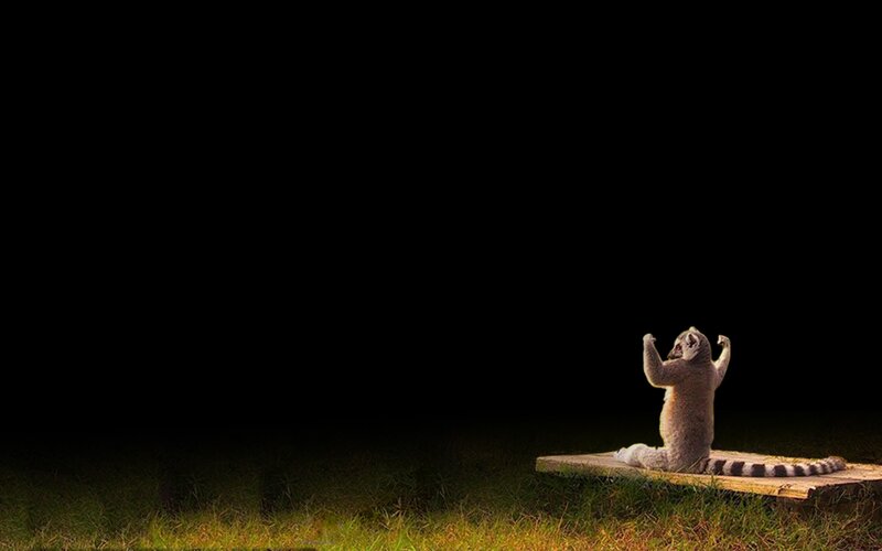 Lemur on a wooden platform