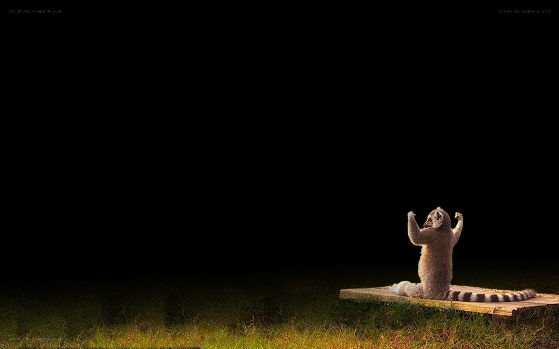 Lemur on a wooden platform