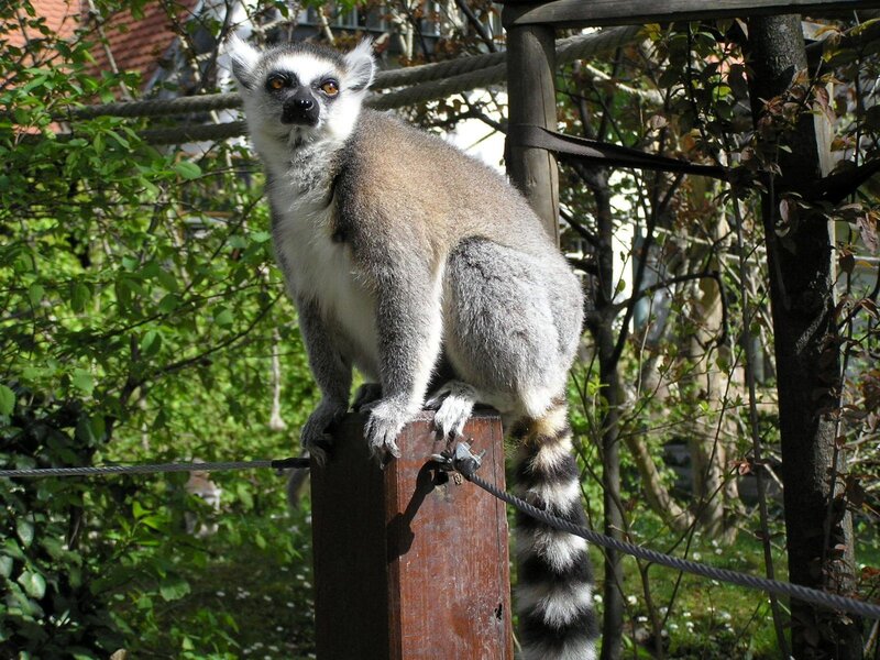 Lemur on a wooden post