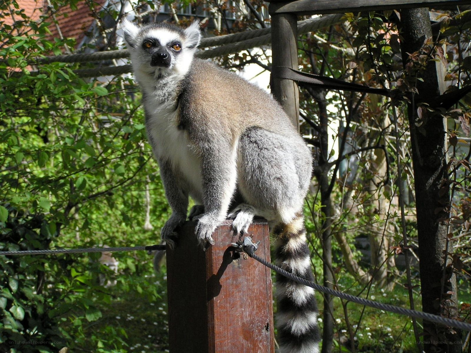 Lemur on a wooden post