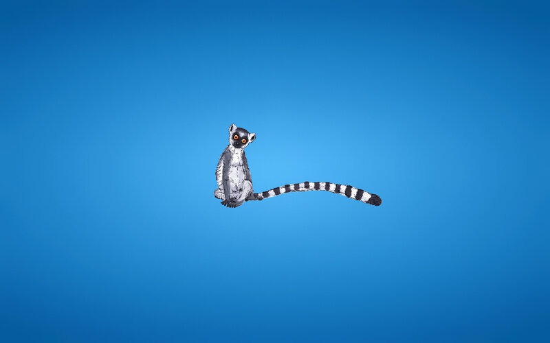 Lemur on blue background