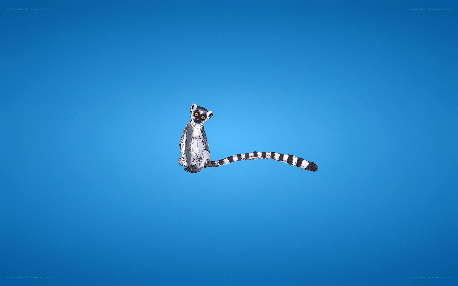 Lemur on blue background