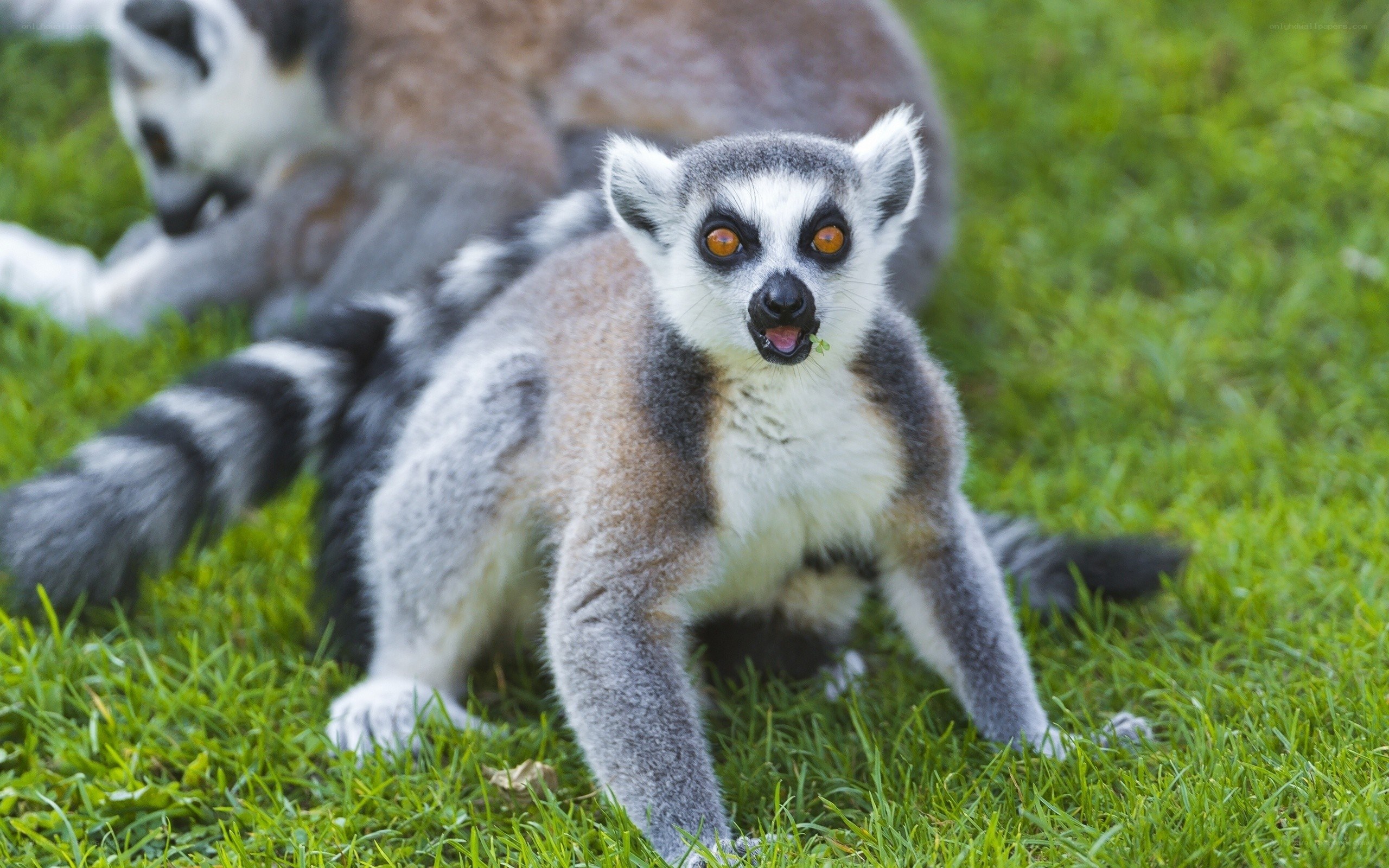 Lemur on green grass