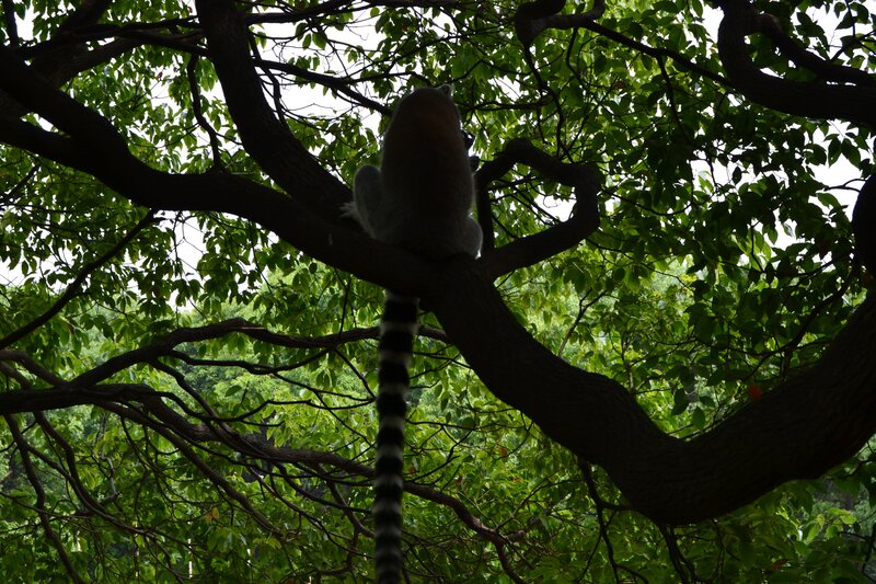 Lemur on Tree Branch — Green