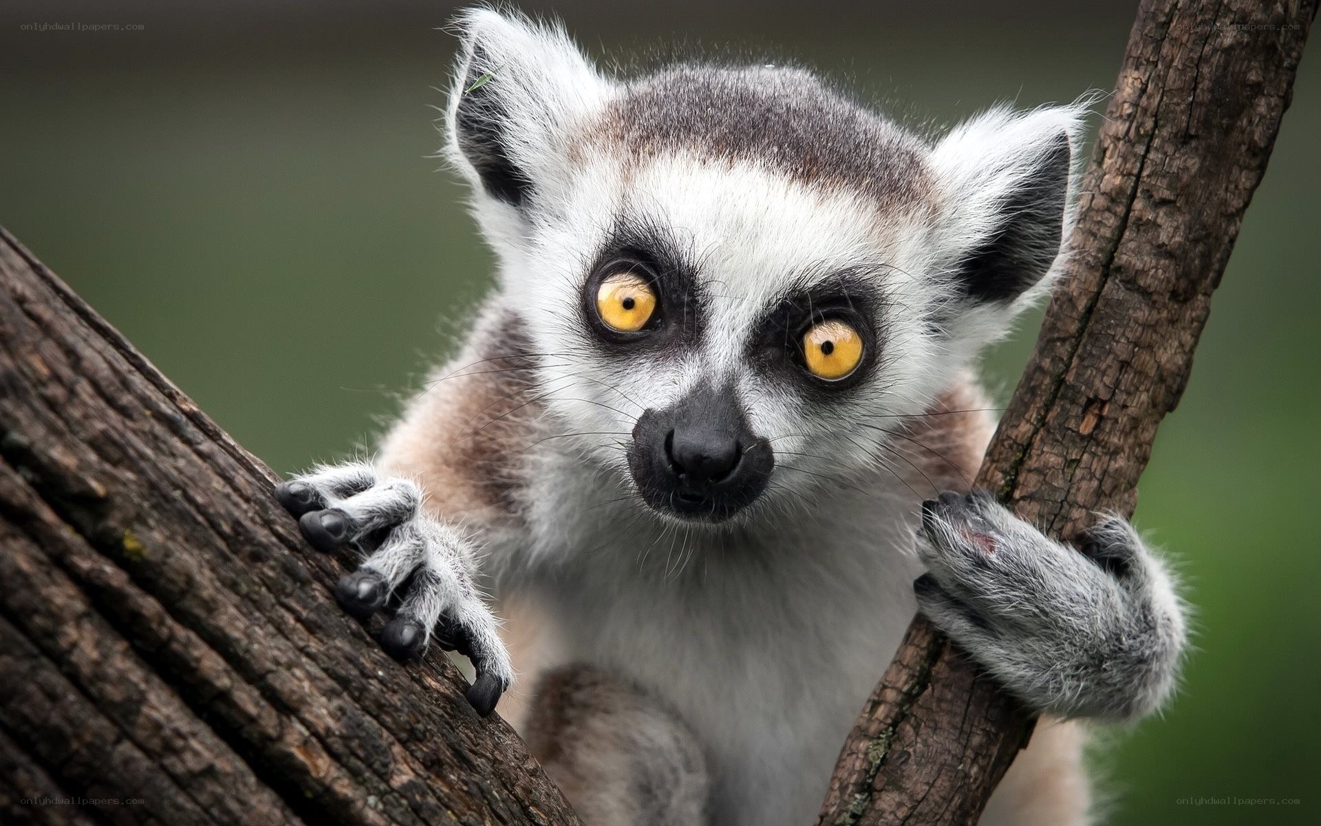 lemur on tree branch