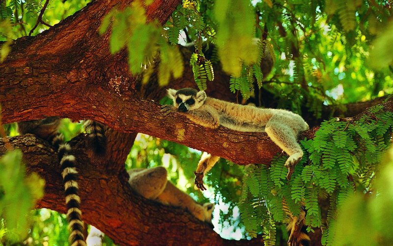 Lemur resting on tree branch