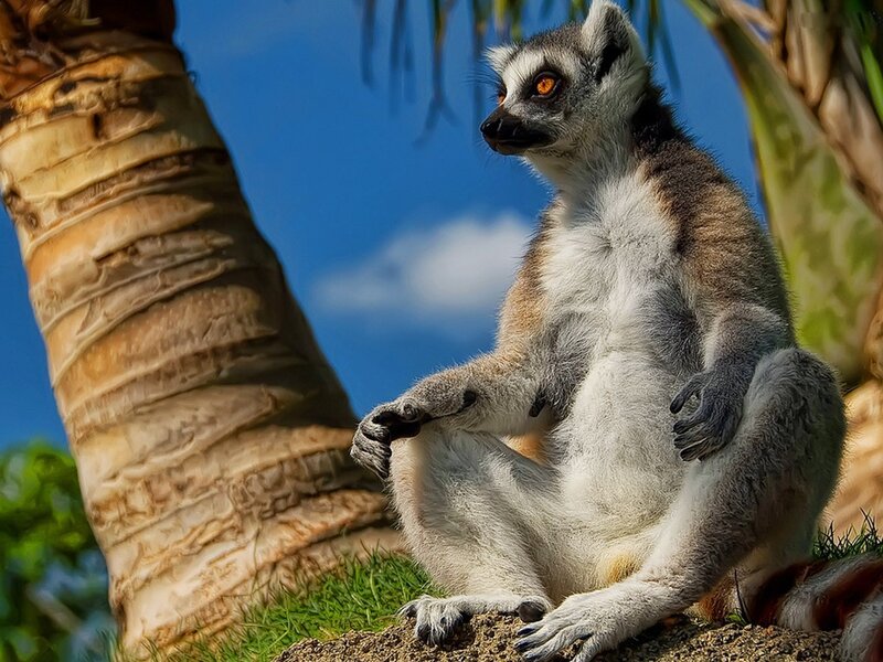 lemur sitting by palm tree