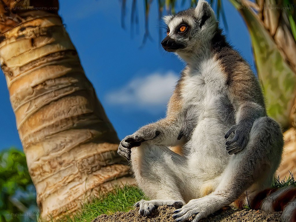 lemur sitting by palm tree